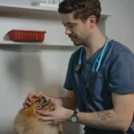 CMA vet pricing reforms